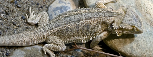 Avoid Bearded Dragons Sickness and Health issues With Couple of Tips 