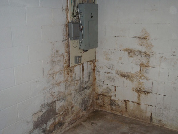 Homeowner Solutions For Basement Mold And Mildew