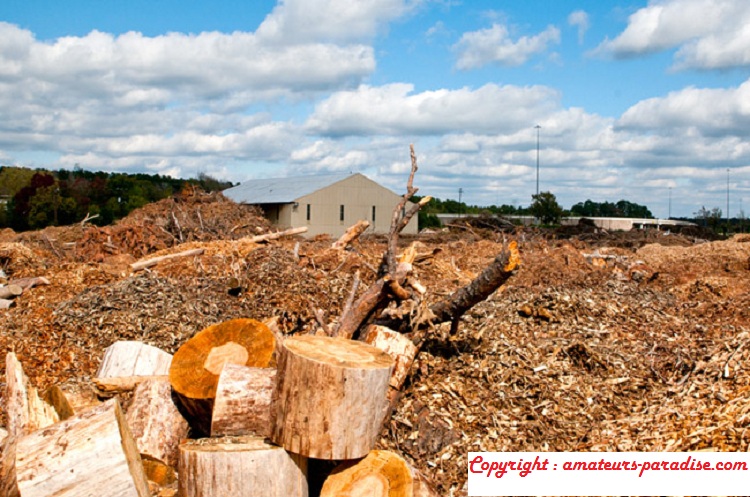 What is woody biomass