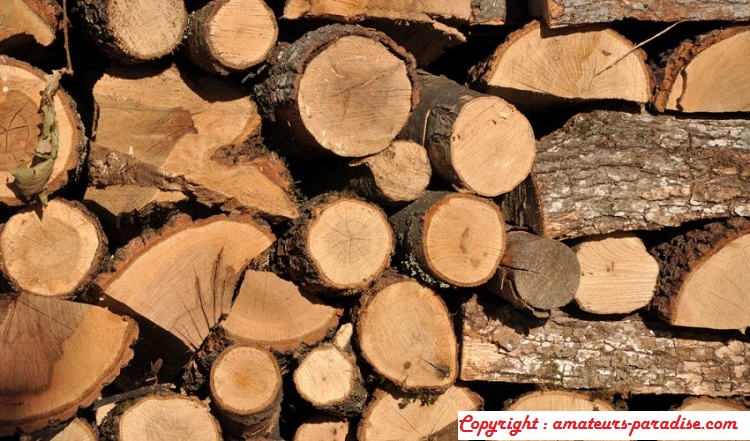 What is woody biomass