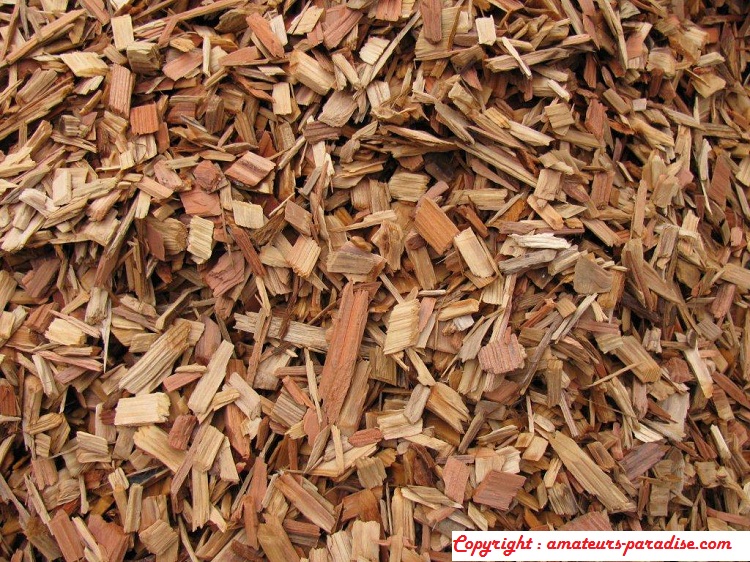 What is woody biomass