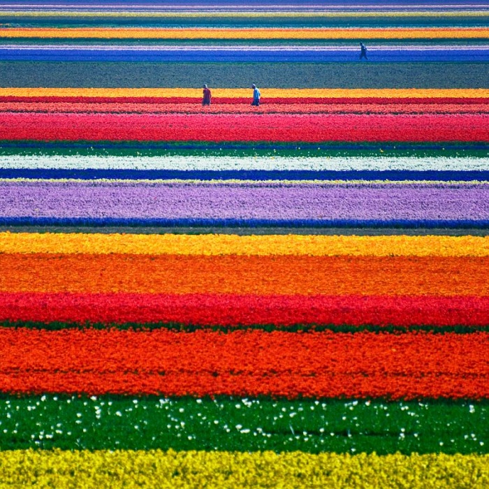 Fields of Dutch tulips