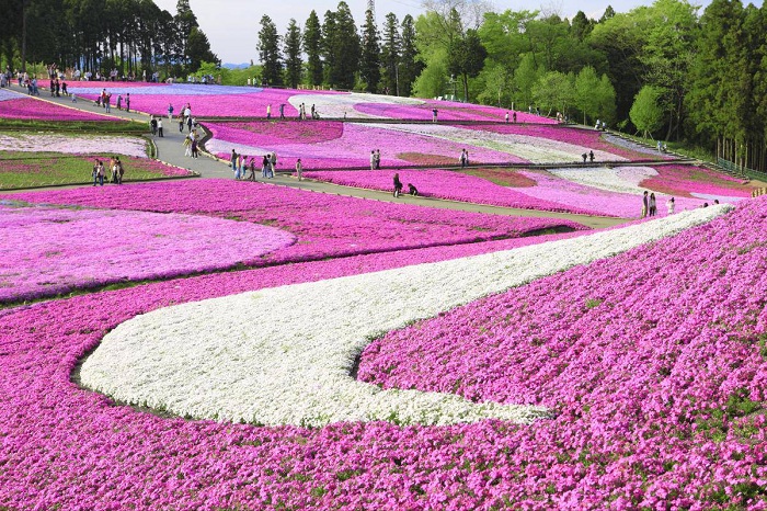 Hitsujiyama Park, Japan