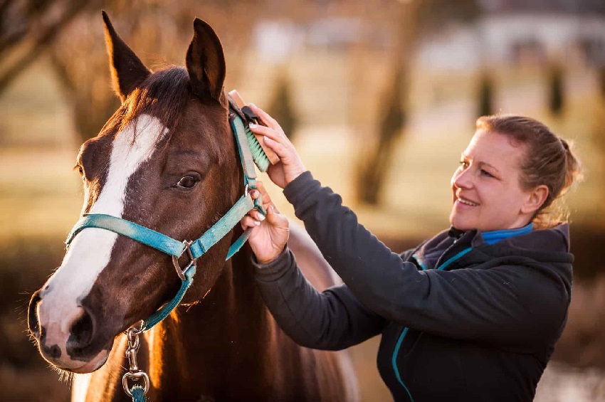 What To Consider When Buying a Horse