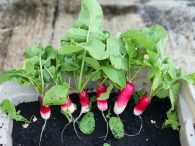 How to grow radishes in the vegetable garden