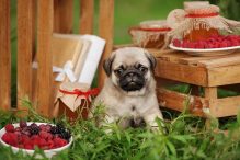 Can Dogs Eat Raspberries