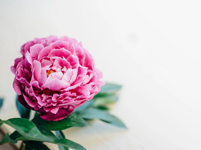 Are Peonies Easy to Grow