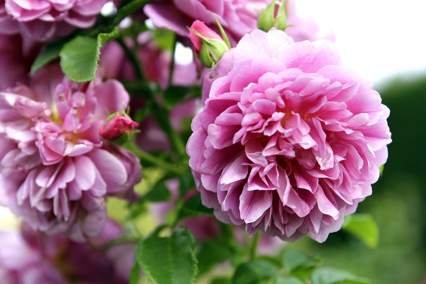 Are Peonies Easy to Grow: Maintenance Tips for Growing Peonies