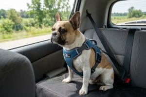 A happy Golden Retriever sitting safely in a car backseat wearing a secure harness.